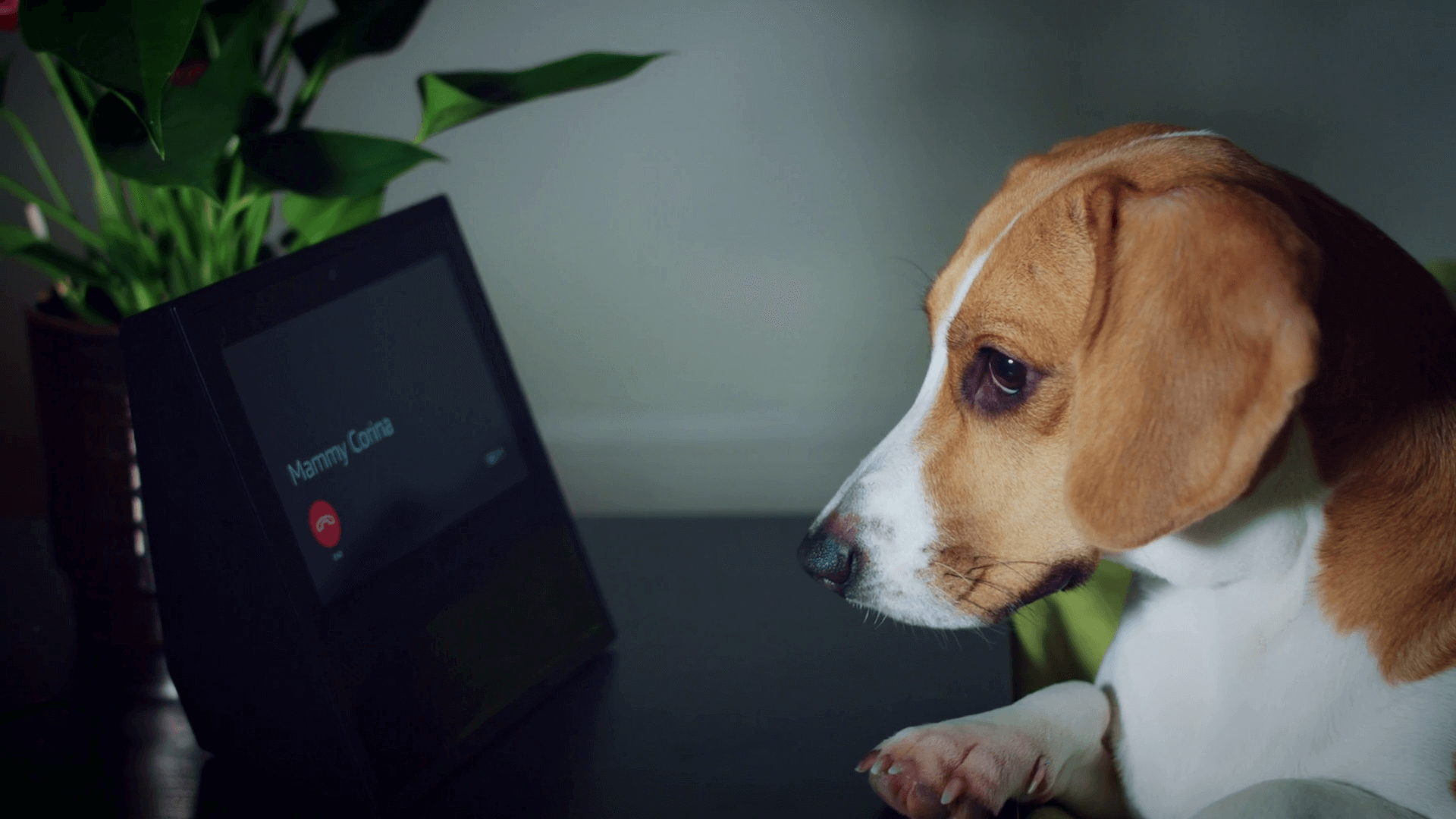 Okos otthonunban a kutya, macska is jobban érzi magát!